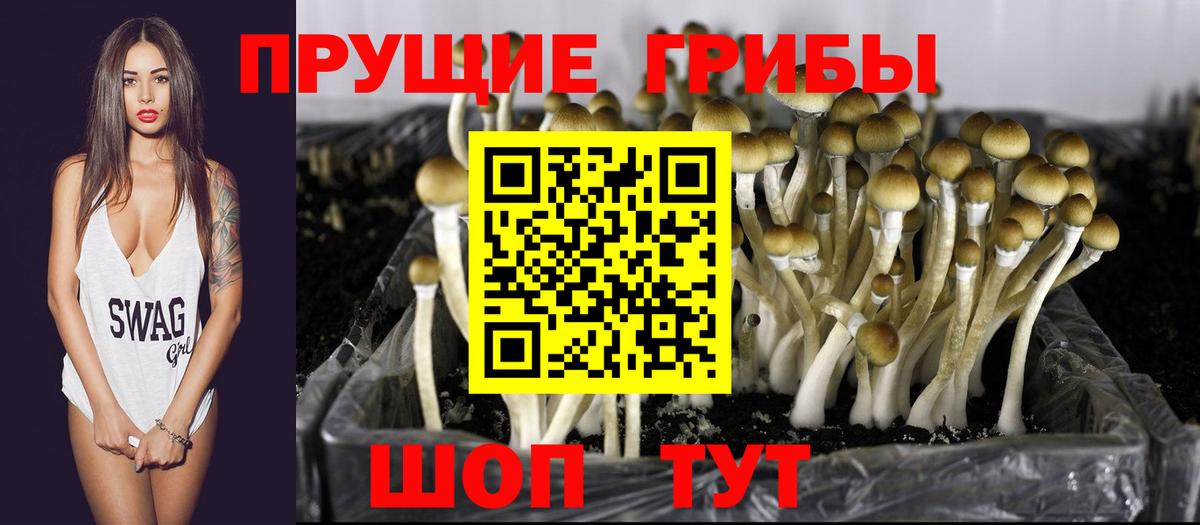 Татарск  Псилоцибиновые грибы Psilocybine cubensis  Галлюциногенные грибы GOLDEN TEACHER  Вход с VPN 
